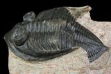 Zlichovaspis Trilobite - Atchana, Morocco #138064-3